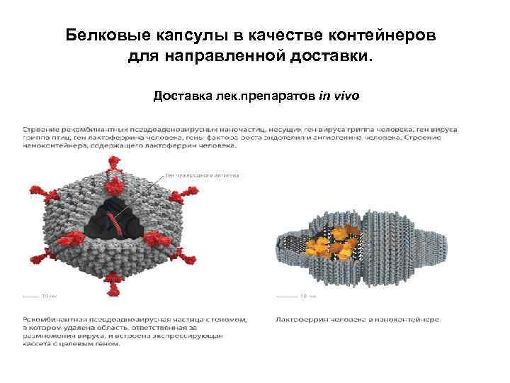 Белковые капсулы в качестве контейнеров для направленной доставки. Доставка лек. препаратов in vivo 