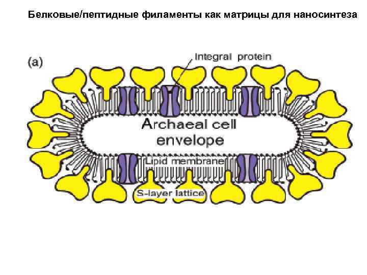 Белковые/пептидные филаменты как матрицы для наносинтеза 