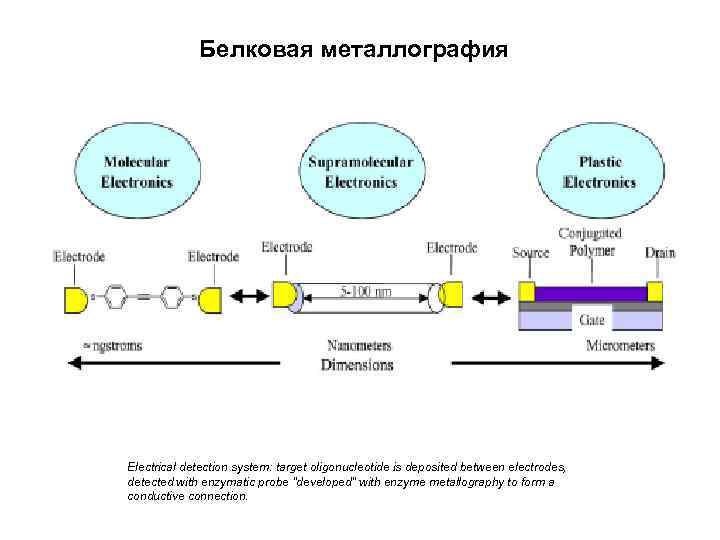 Белковая металлография Electrical detection system: target oligonucleotide is deposited between electrodes, detected with enzymatic