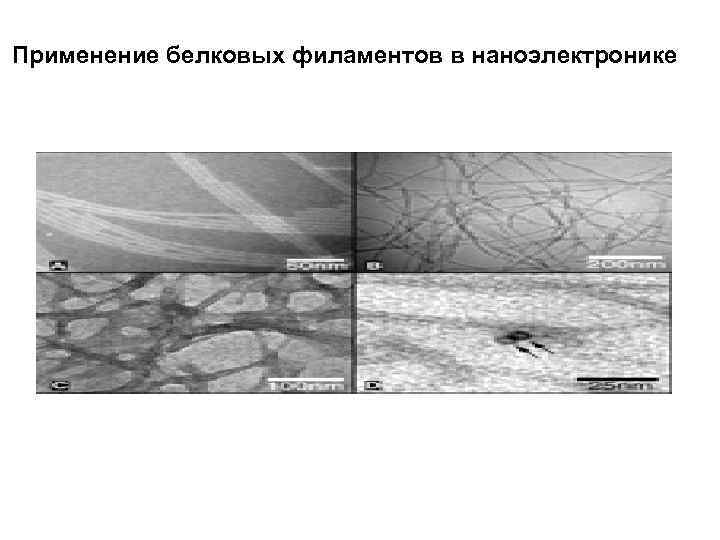 Применение белковых филаментов в наноэлектронике 