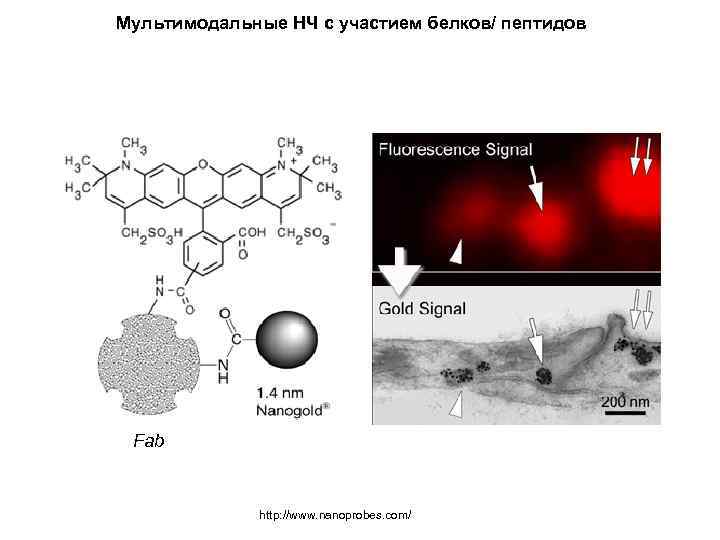 Мультимодальные НЧ с участием белков/ пептидов Fab http: //www. nanoprobes. com/ 