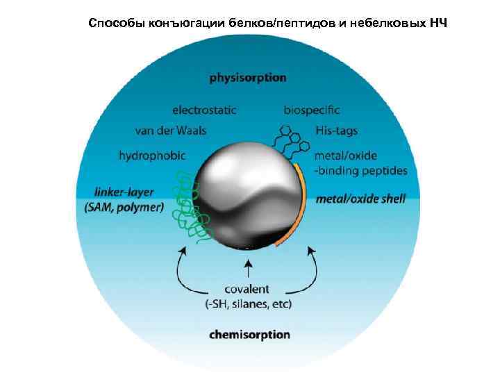 Способы конъюгации белков/пептидов и небелковых НЧ 