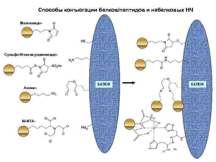 Способы конъюгации белков/пептидов и небелковых НЧ Малеимидо- Сульфo-N-оксисукцинимидо- Амино- Ni-NTA- БЕЛОК 