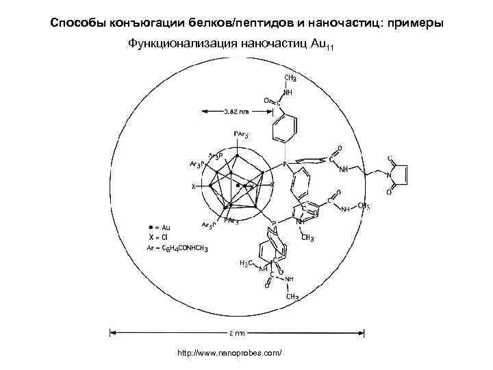 Способы конъюгации белков/пептидов и наночастиц: примеры Функционализация наночастиц Au 11 http: //www. nanoprobes. com/