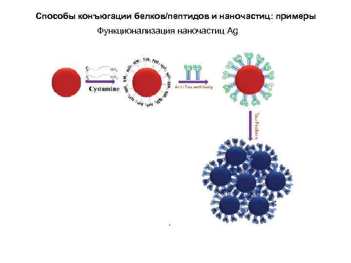 Способы конъюгации белков/пептидов и наночастиц: примеры Функционализация наночастиц Ag 