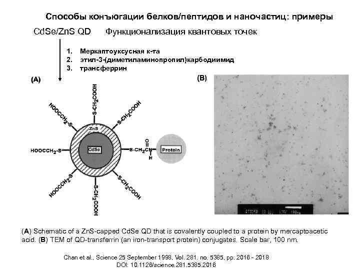 Способы конъюгации белков/пептидов и наночастиц: примеры Cd. Se/Zn. S QD 1. 2. 3. Функционализация