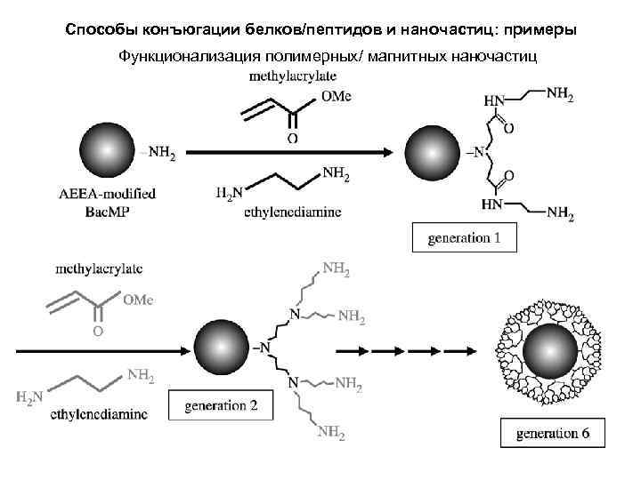 Способы конъюгации белков/пептидов и наночастиц: примеры Функционализация полимерных/ магнитных наночастиц 