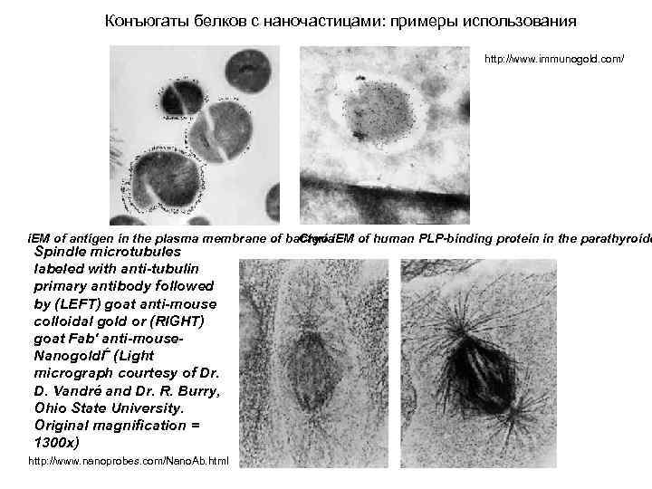 Конъюгаты белков с наночастицами: примеры использования http: //www. immunogold. com/ i. EM of antigen