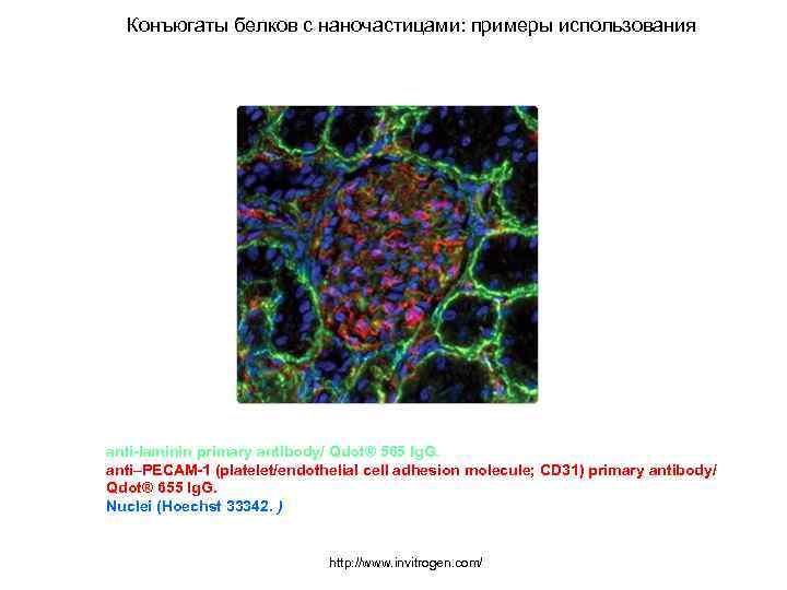 Конъюгаты белков с наночастицами: примеры использования anti-laminin primary antibody/ Qdot® 565 Ig. G. anti–PECAM-1