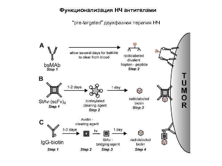 Функционализация НЧ антителами “pre-targeted” двухфазная терапия НЧ 