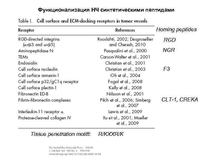Функционализация НЧ синтетическими пептидами Homing peptides RGD NGR F 3 CLT-1, CREKA Tissue penetration