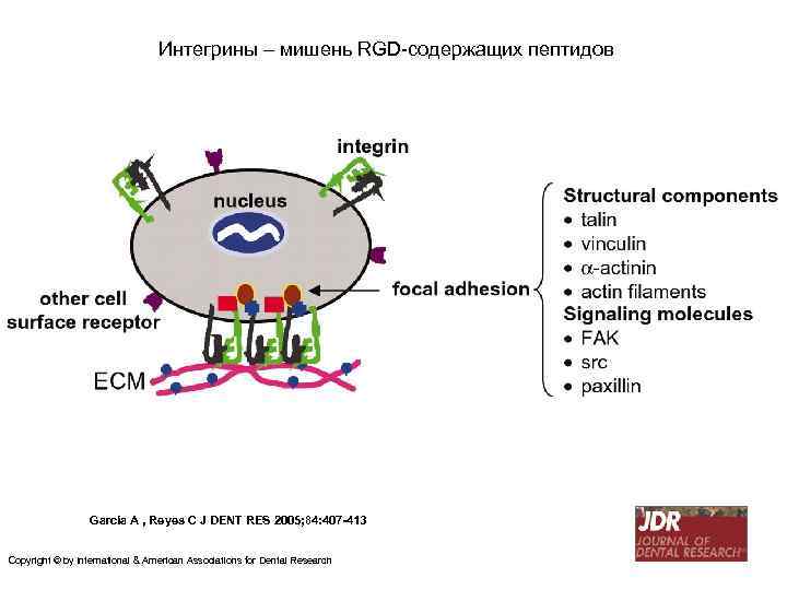 Интегрины – мишень RGD-содержащих пептидов García A , Reyes C J DENT RES 2005;