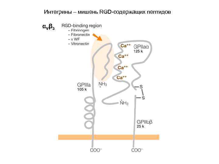 Интегрины – мишень RGD-содержащих пептидов αVβ 3 