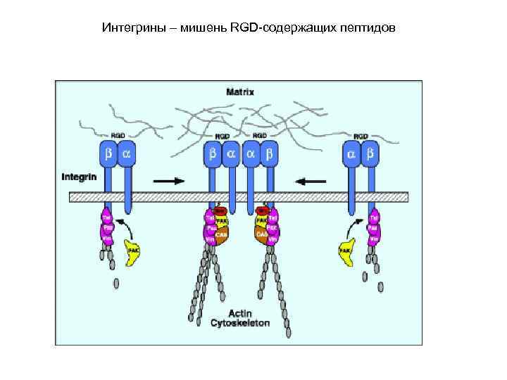Интегрины – мишень RGD-содержащих пептидов 