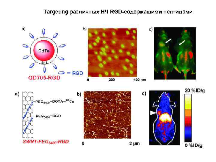 Targeting различных НЧ RGD-содержащими пептидами 