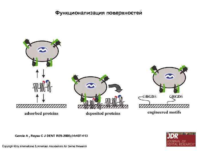 Функционализация поверхностей García A , Reyes C J DENT RES 2005; 84: 407 -413