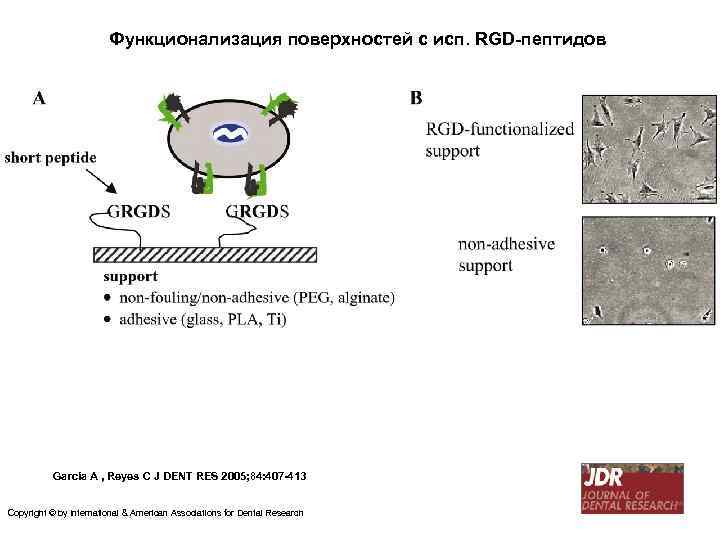 Функционализация поверхностей с исп. RGD-пептидов García A , Reyes C J DENT RES 2005;