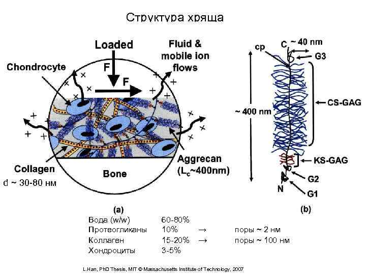 Структура хряща d ~ 30 -80 нм Вода (w/w) Протеогликаны Коллаген Хондроциты 60 -80%
