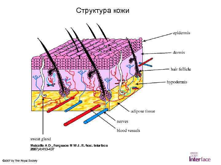 Структура кожи Metcalfe A D , Ferguson M W J. R. Soc. Interface 2007;