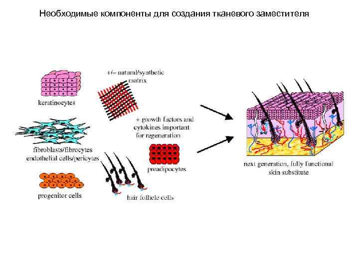 Необходимые компоненты для создания тканевого заместителя 