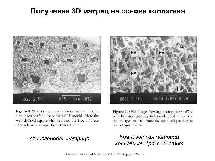 Получение 3 D матриц на основе коллагена Коллагеновая матрица Композитная матрица коллаген/гидроксиапатит 