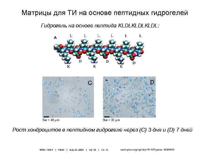 Матрицы для ТИ на основе пептидных гидрогелей Гидрогель на основе пептида KLDLKLDL: Рост хондроцитов