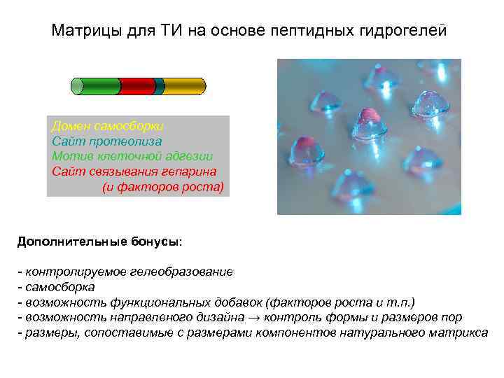 Матрицы для ТИ на основе пептидных гидрогелей Домен самосборки Сайт протеолиза Мотив клеточной адгезии