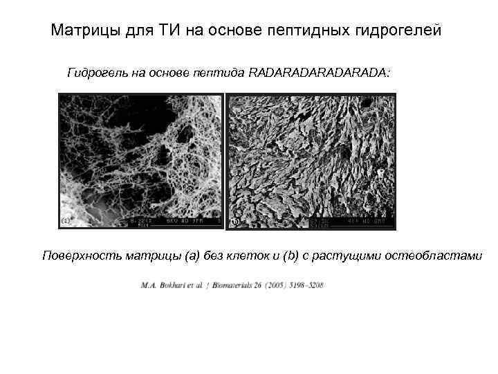 Матрицы для ТИ на основе пептидных гидрогелей Гидрогель на основе пептида RADARADA: Поверхность матрицы