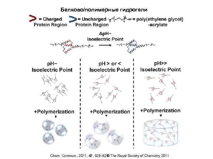 Белково/полимерные гидрогели © The Royal Society of Chemistry 2011 Chem. Commun. , 2011, 47,