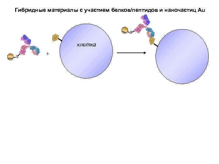 Основа белков