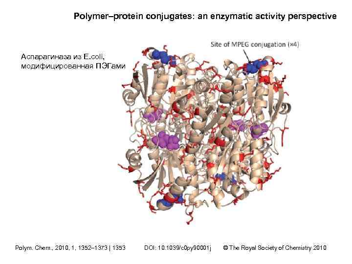 Polymer–protein conjugates: an enzymatic activity perspective Аспарагиназа из E. coli, модифицированная ПЭГами Polym. Chem.