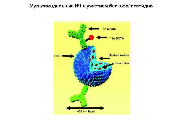 Мультимодальные НЧ с участием белкоов/ пептидов 