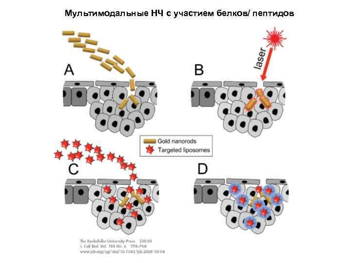 Мультимодальные НЧ с участием белков/ пептидов 
