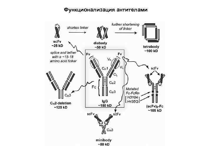 Функционализация антителами 