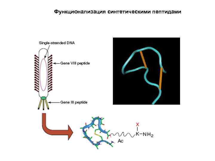 Функционализация синтетическими пептидами 