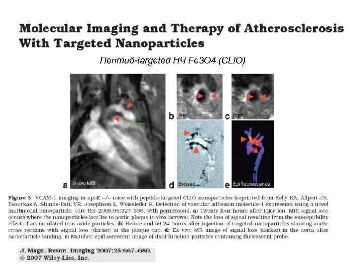 Пептид-targeted НЧ Fe 3 O 4 (CLIO) 