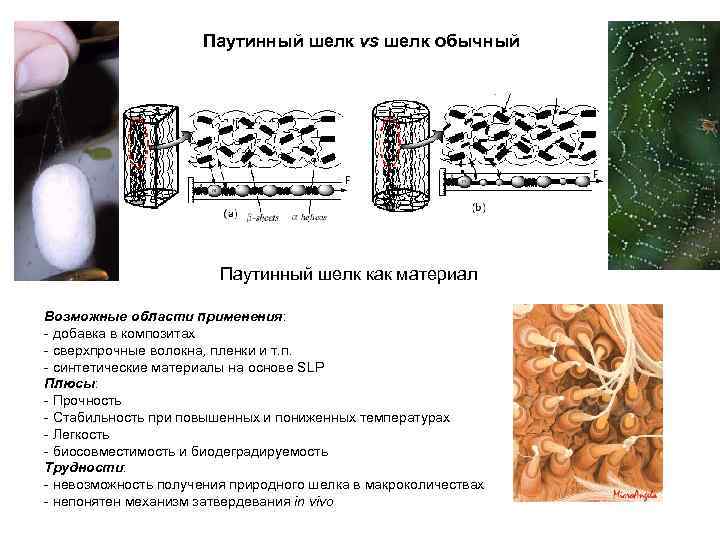 Паутинный шелк vs шелк обычный Паутинный шелк как материал Возможные области применения: - добавка