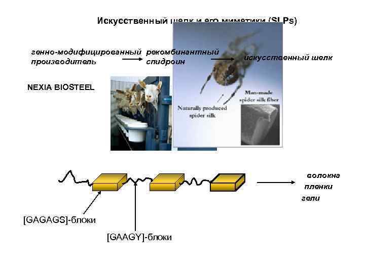 Искусственный шелк и его миметики (SLPs) генно-модифицированный рекомбинантный производитель спидроин искусственный шелк NEXIA BIOSTEEL