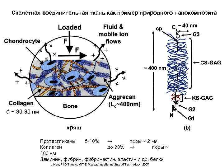 Скелетная соединительная ткань как пример природного нанокомпозита Структура хряща d ~ 30 -80 нм