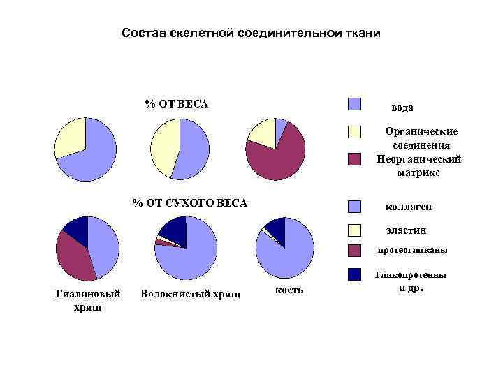 Состав скелетной соединительной ткани % ОТ ВЕСА вода Органические соединения Неорганический матрикс % ОТ