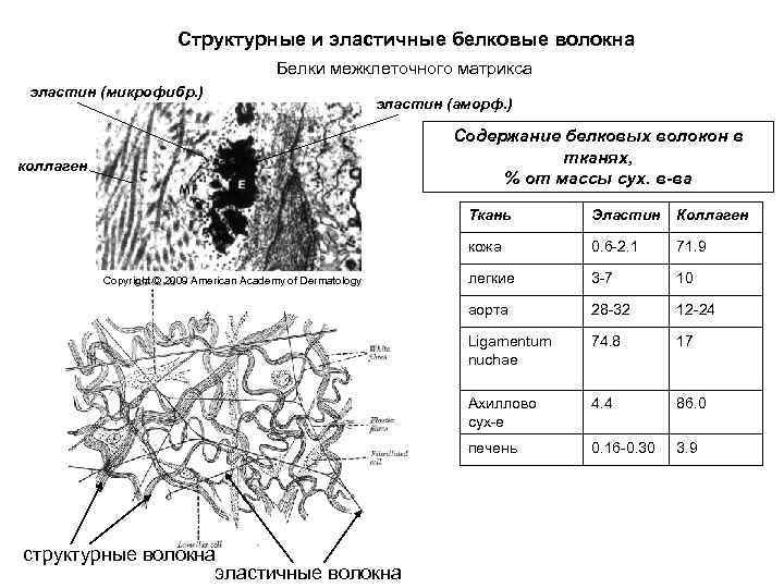 Межклеточный матрикс