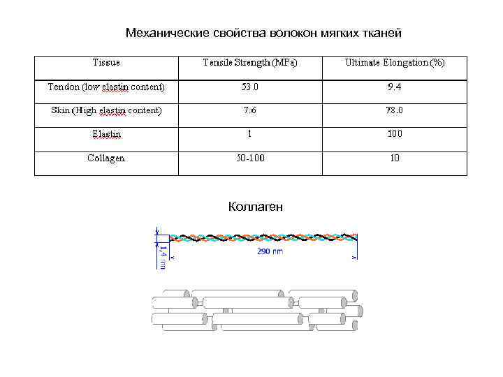 Механические свойства волокон мягких тканей Коллаген 