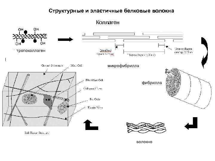 Структурные и эластичные белковые волокна Коллаген тропоколлаген микрофибрилла волокно 