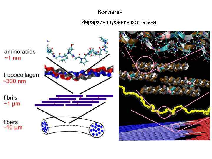 Коллаген Иерархия строения коллагена 