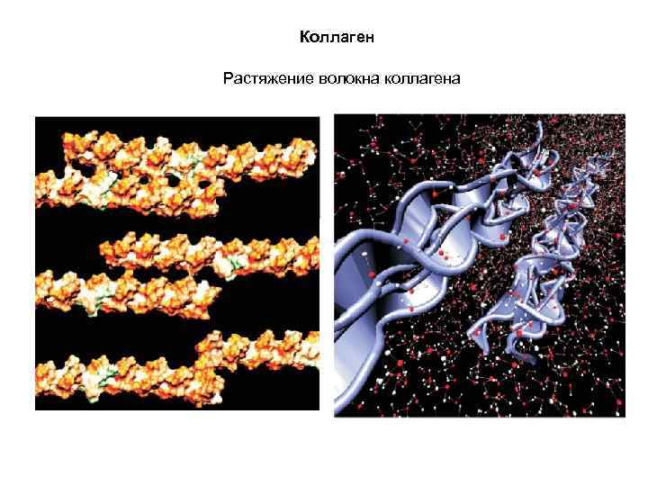 Коллаген Растяжение волокна коллагена 