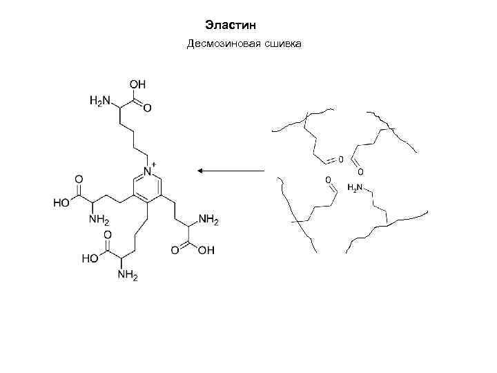 Эластин Десмозиновая сшивка 
