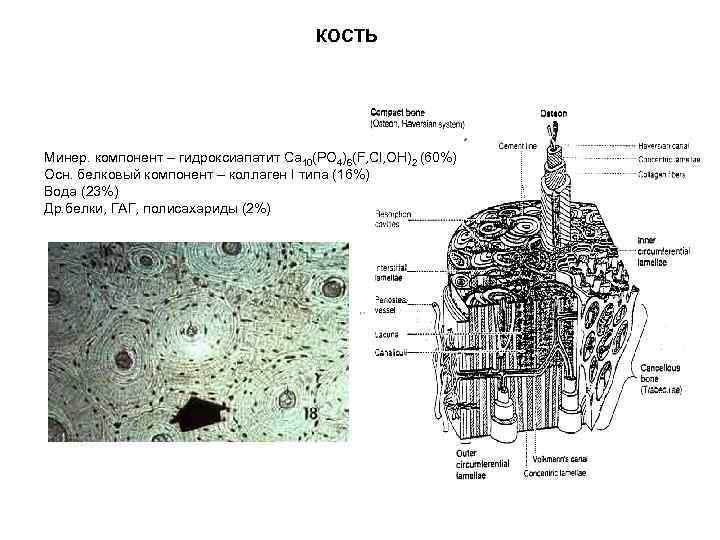 КОСТЬ Минер. компонент – гидроксиапатит Ca 10(PO 4)6(F, Cl, OH)2 (60%) Осн. белковый компонент