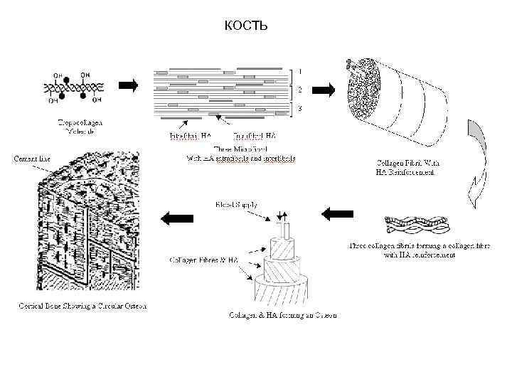 КОСТЬ 