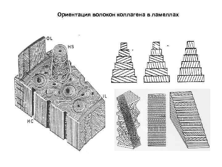 Ориентация волокон коллагена в ламеллах 