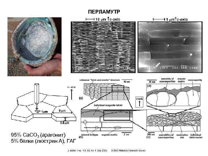 ПЕРЛАМУТР 95% Ca. CO 3 (арагонит) 5% белки (люстрин А), ГАГ 